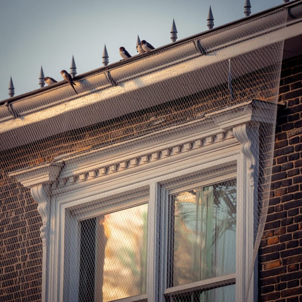 kolce przeciw ptakom na ścianie