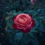 papier ścierny do gładzi